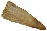 Fossil Pterosaur (Siroccopteryx) Tooth - Morocco #299808-1